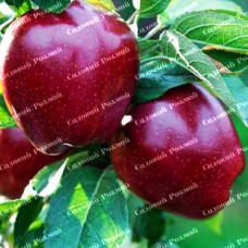 Саджанці яблуні «Джероміні» - 1-річний