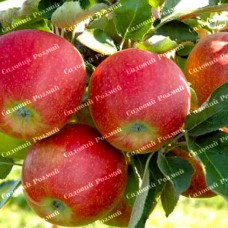 Саджанці яблуні «Джонаголд Декоста» - 1-річний