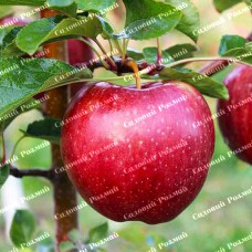 Саджанці яблуні «Джулія» - 1-річний