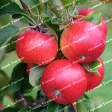 Саджанці яблуні «Еліза» - 1-річний