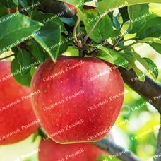 Саджанці яблуні «Евеліна» - 1-річний