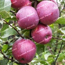 Саджанці яблуні «Флоріна» - 1-річний