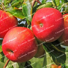 Саджанці яблуні «Гала» - 1-річний