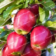 Саджанці яблуні «Глостер» - 1-річний