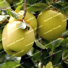 Саджанці яблуні «Голден Делішес» - 1-річний