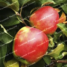 Саджанці яблуні «Лігол» - 1-річний