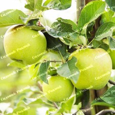 Саджанці яблуні «Мутсу» - 1-річний