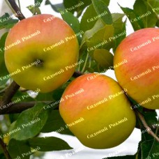 Саджанці яблуні «Опал» - 1-річний