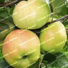 Саджанці яблуні «Пепінка» - 1-річний