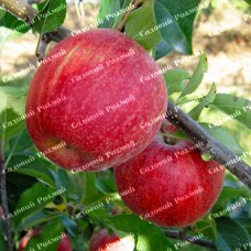 Саджанці яблуні «Пінова» - 1-річний