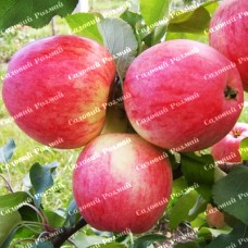 Саджанці яблуні «Пірус» - 1-річний