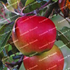 Саджанці яблуні «Прима Руж» - 1-річний