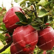 Саджанці яблуні «Ріхард» - 1-річний