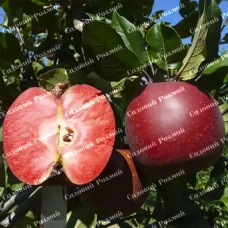 Саджанці яблуні «Розетті» - 1-річний