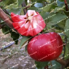 Саджанці яблуні «Сірена» - 1-річний