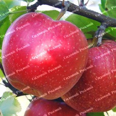 Саджанці яблуні «Слава Переможцям» - 1-річний