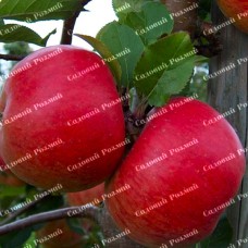 Саджанці яблуні «Топаз» - 1-річний