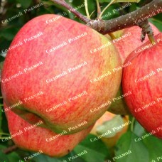 Саджанці яблуні «Целесте» - 1-річний