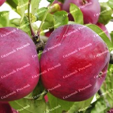 Саджанці яблуні «Вільямс Прайд» - 1-річний