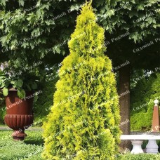 Саджанці західної туї «Ауресценс»