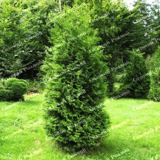 Саджанці західної туї «Брабант»