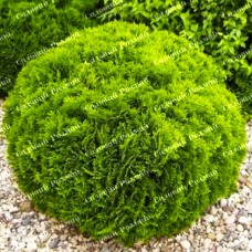 Саджанці західної туї «Даніка»