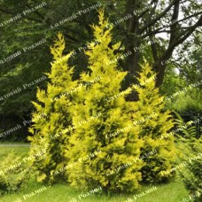 Саджанці західної туї «Джанет Голд»