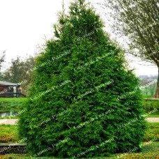 Саджанці західної туї «Фрісландія»