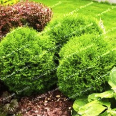 Саджанці західної туї «Глобоза»