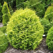 Саджанці західної туї «Голден Глоб»