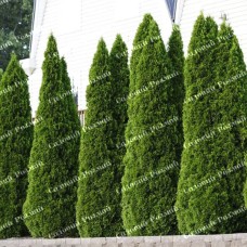 Саджанці західної туї «Холмструп»