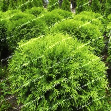 Саджанці західної туї «Ховей»