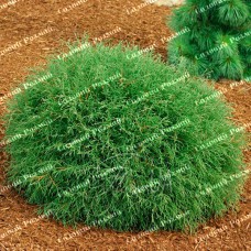 Саджанці західної туї «Містер Боулінг Болл»