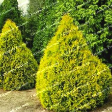 Саджанці західної туї «Рейнголд»