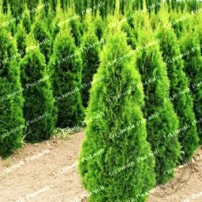 Саджанці західної туї «Смарагд» - 100-120 см.