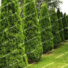 Саджанці західної туї «Спіраліс»