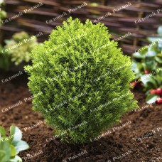 Саджанці західної туї «Тедді»