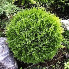 Саджанці західної туї «Тіні Тім»