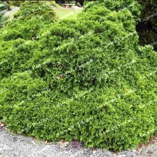 Саджанці західної туї «Умбракуліфера»