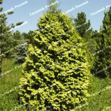 Саджанці західної туї «Вареана Лютесценс»