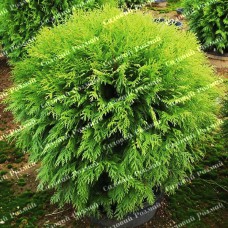 Саджанці західної туї «Вудварді»