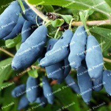 Саджанці жимолості «Бакчарський Велетень» - 2-річний