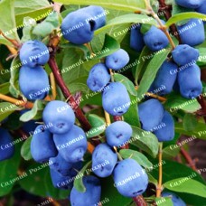 Саджанці жимолості «Бореал Біст» - 2-річний