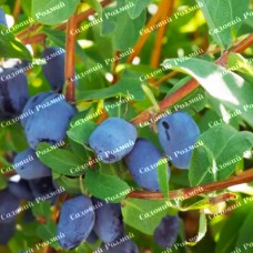 Саджанці жимолості «Бореал Б'юті» - 2-річний