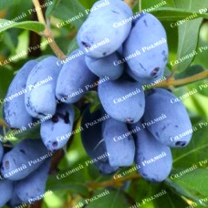 Саджанці жимолості «Бореал Бліззард» - 2-річний