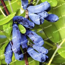 Саджанці жимолості «Німфа» - 2-річний