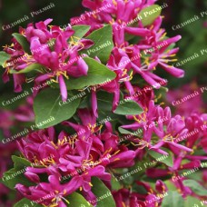 Саджанці жимолості «Татарська»