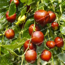 Саджанці зізіфуса «Та-Ян-Цзао»