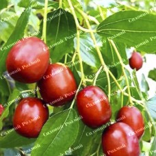 Саджанці зізіфуса «Цукерковий»