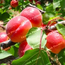 Саджанці абрикоса «Біг-Ред» - 1-річний